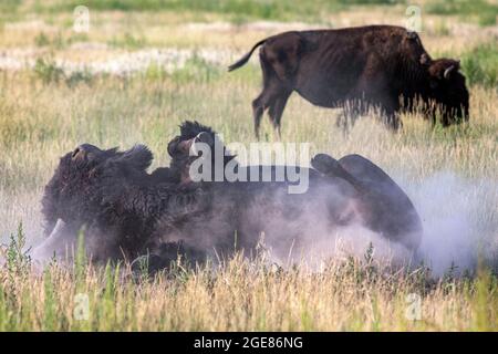 American Bison (Bison Bison) rollt im Schmutz (walling) - Rocky Mountain Arsenal National Wildlife Refuge, Commerce City, nahe Denver, Colorado [IMAG Stockfoto