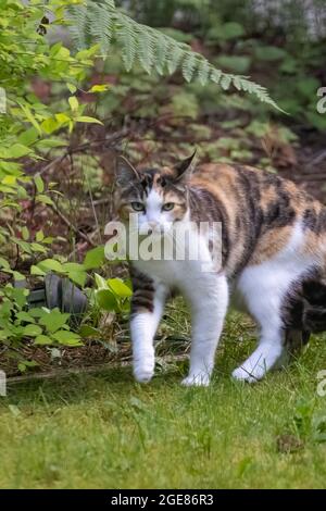 Erwachsene braune schwarze und weiße Katze, die am Rand eines Grasrasen erschrocken aussahen Stockfoto