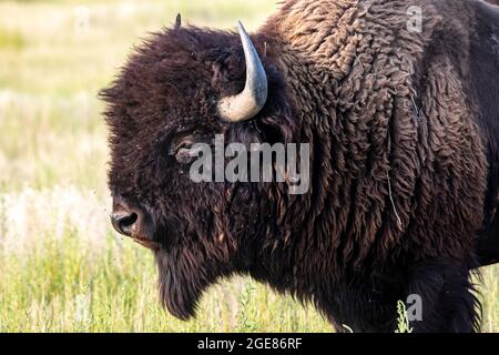 Male American Bison (Bison Bison) - Rocky Mountain Arsenal National Wildlife Refuge, Commerce City, in der Nähe von Denver, Colorado Stockfoto