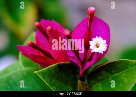 Magenta Bougainvillea's weißen Blüten blutend Stockfoto