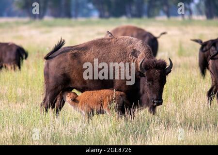 Weibliche amerikanische Bison (Bison Bison) Stillkalb - Rocky Mountain Arsenal National Wildlife Refuge, Commerce City, in der Nähe von Denver, Colorado Stockfoto