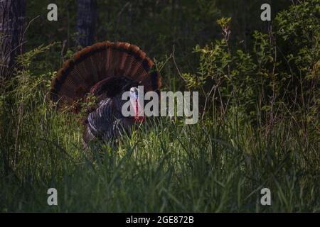 Tom turkey stolziert am frühen Abend im Norden von Wisconsin. Stockfoto