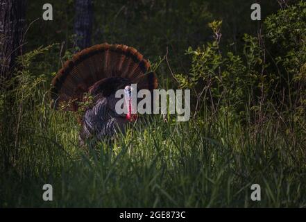 Tom turkey stolziert am frühen Abend im Norden von Wisconsin. Stockfoto