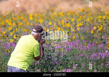 Mann fotografiert bunte Wildblumen im Rocky Mountain Arsenal National Wildlife Refuge, Commerce City, in der Nähe von Denver, Colorado Stockfoto