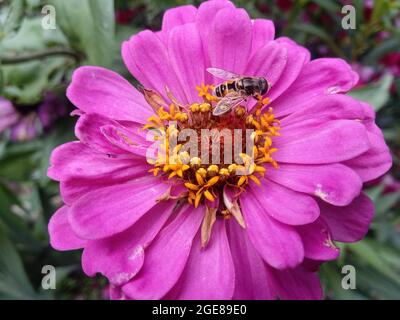 Nahaufnahme einer Biene auf einer rosa Zinnienblüte im Garten Stockfoto