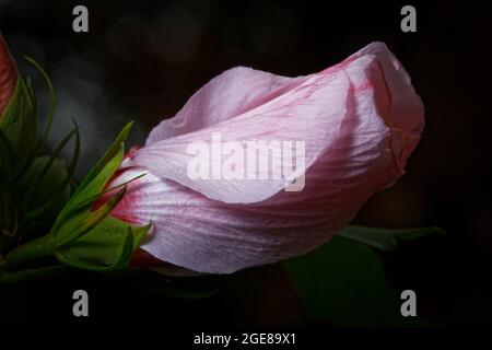 Geschlossene rosa Rose, bevor sie sich vor dunklem, unscharfen Hintergrund entfaltet Stockfoto