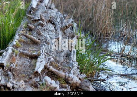 Alt abgenutzter Baumstamm tauchte in dem seichten Wasser eines lokalen Parks ein Stockfoto