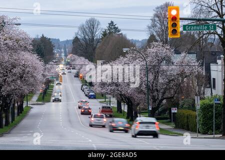 Vancouver City in der Kirschblütensaison. Granville Street und West 17th Avenue im Frühling, Kanada. Stockfoto