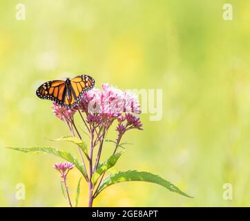 Ein Monarch Schmetterling ruht auf rosa gefleckten-jo-PET Unkraut mit weichen grünen und gelben Feld Hintergrund Stockfoto