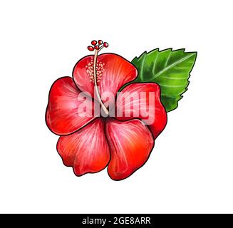 Illustration einer farbigen Zeichnung der Hibiskusblüte aus der Nähe von Flieder mit grünen Blättern auf weißem, isoliertem Hintergrund. Hochwertige Illustration Stockfoto