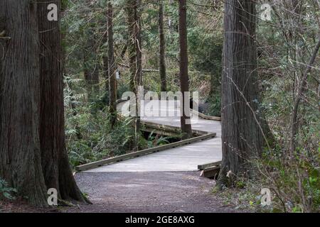 Lange, kurvenreiche Promenade, die an einem sonnigen Tag durch einen Wald führt Stockfoto