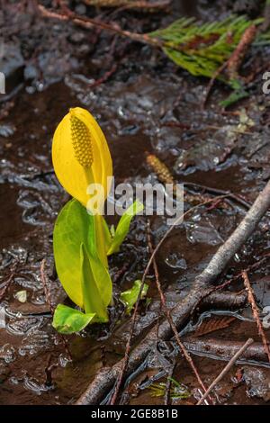 Wilder, gelber Skunk-Kohl, der wild in einem Bach wächst, der durch einen Wald fließt Stockfoto