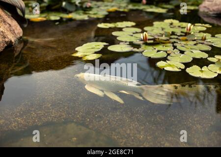 Weißer Fisch in einem kleinen Teich. Ein anmutiges Wasservögel in einem künstlichen Stausee im Park. Schöner Fisch im japanischen Garten. Stockfoto