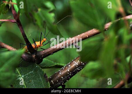 Der Milkweed Assassin Bug. Stockfoto