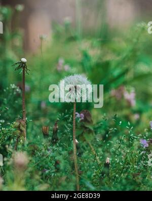 Vertikale Aufnahme von Dandelionen Stockfoto