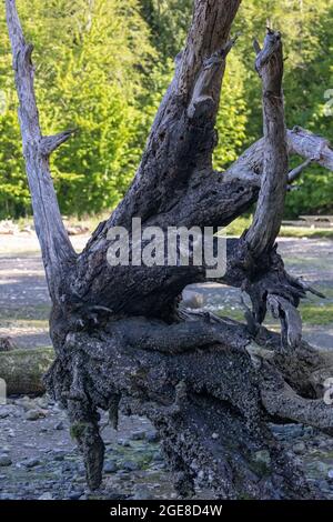 Großes, dunkles Treibholz, das am Strand aufgewaschen wurde Stockfoto