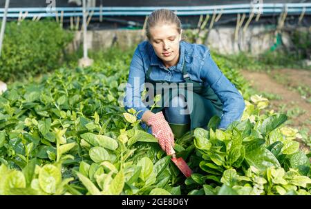 Junge Gärtnerin in Schürze, die mit Malabar-Spinat arbeitet Stockfoto