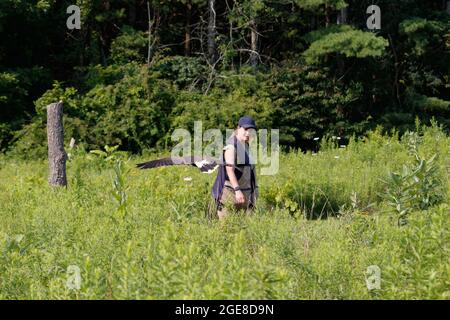 SIMCOE, KANADA - 31. Jul 2021: Eine professionelle weibliche Falkenführerin, die Harris's Falkenflugmuster in Simcoe, Kanada, beibringt Stockfoto