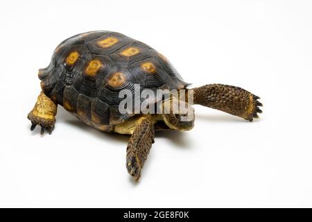 Sonoran Desert Tortoise isoliert auf weißem Hintergrund Stockfoto