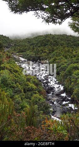 An einem regnerischen nebligen Tag, dichtem sub-alpinen Wald und einem fließenden Bach, auf dem Wilkies Pools Walk im Egmont National Park, NZ Stockfoto
