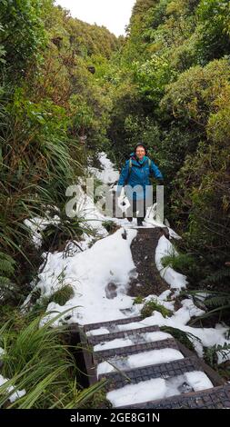 Eine Frau mittleren Alters (62), die im Winter die Stufen auf den Wilkies Pools hinauf läuft. Egmont National Park, NZ. Stockfoto