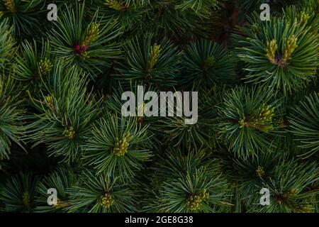 Kiefernäste aus nächster Nähe, natürlicher weihnachtlicher Hintergrund. Schöner Fichtenzweig mit Nadeln und jungen Trieben in der Natur. Weihnachtsbaum Zweige backgro Stockfoto