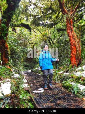 Eine Frau mittleren Alters (62) spaziert im Winter zwischen zwei Fuchsia-Bäumen (Fuchsia excorticata) auf dem Wilkies-Schwimmbadspaziergang. Egmont National Park, NZ. Stockfoto