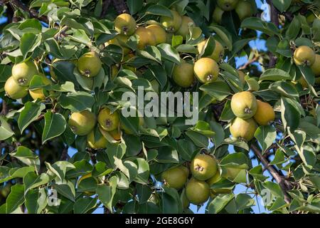 Grüne Äpfel, Birnen auf einem Zweig, bereit, im Sommergarten geerntet zu werden. Natürliche Frucht Birne Apfel Hintergrund. Natürliche gesunde Ernährung Ernährung Konzept Stockfoto