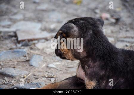 Süßer Megreel-Welpe, der auf der Straße in Indien sitzt Stockfoto