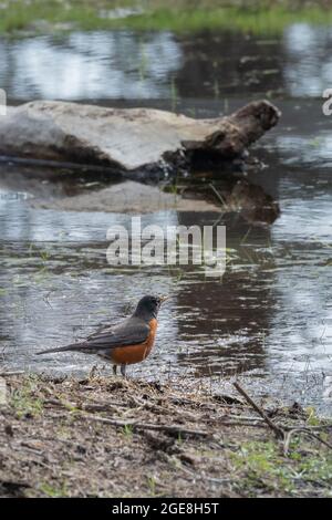 Ein erwachsener Rotkehlchen steht neben einer großen Regenpfütze Stockfoto
