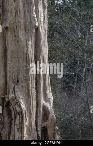 Großer Baumstamm, der mitten in einem Park steht Stockfoto