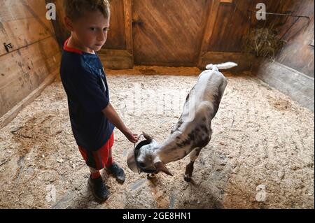 Shavertown, Usa. August 2021. Ein kleiner Junge füttert eine Kälbermilch mit Probiotika. Jeden Sommer werden Kinder, die ein Trauma oder einen Verlust erlitten haben, in das Farm Gram Camp aufgenommen. Die Kinder lernen die Grundarbeit auf dem Bauernhof, haben aber auch die Möglichkeit, mit den Tieren und den Betreuern zu interagieren. Das Camp beinhaltet auch Therapie und Unterricht, um den Kindern zu helfen, mit den erlittenen Verlusten fertig zu werden. Das Camp befindet sich auf einer pädagogischen Farm namens „The Lands at Hillside“. (Foto von Aimee Dilger/SOPA Images/Sipa USA) Quelle: SIPA USA/Alamy Live News Stockfoto