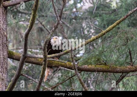 Weißkopfseeadler, der mit einem frisch gefangenen Kaninchen auf einem Ast thront Stockfoto