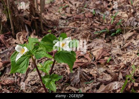 Wildes trillium in voller Blüte im Wald Stockfoto