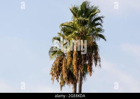 Hohe Gipfel von zwei Palmen vor einem sonnigen blauen Himmel Stockfoto