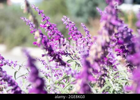 Nahaufnahme von vielen lila Blüten von Lavendel in voller Blüte Stockfoto