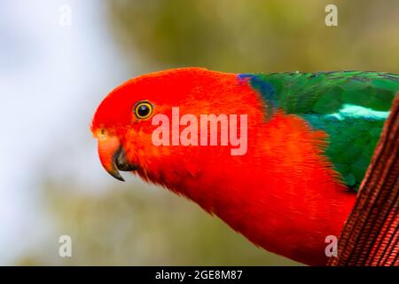 Nahaufnahme des männlichen australischen King Parrot, Alisterus scapularis. Stockfoto