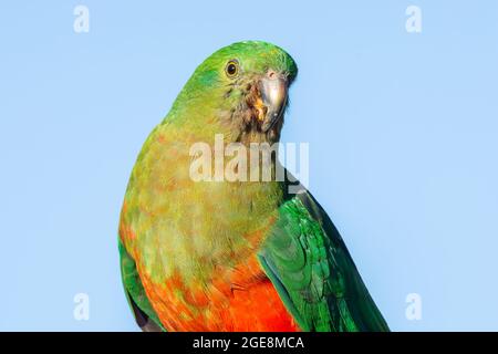 Nahaufnahme eines australischen Königspapagei, Alisterus scapularis. Stockfoto