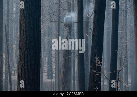 Grizzly Flats, USA, 17. August 2021. Ein Baumstumpf schwelt während des Caldor-Feuers am Dienstag, den 17. August 2021 in Grizziy Flats. (Bild: © Paul Kitagaki Jr./ZUMA Press Wire) Stockfoto