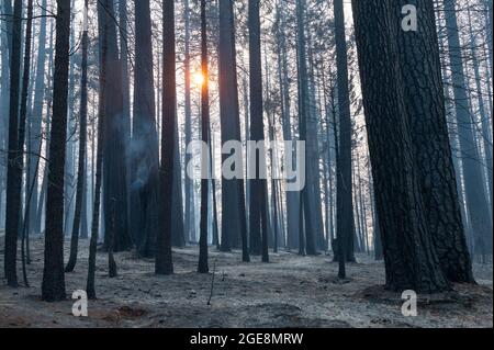 Grizzly Flats, USA, 17. August 2021. Bäume verbrannten während des Caldor-Feuers am Dienstag, den 17. August 2021 in Grizzly Flats. (Bild: © Paul Kitagaki Jr./ZUMA Press Wire) Stockfoto