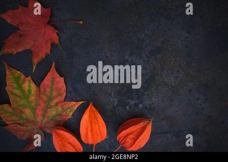 Schwarzer Hintergrund mit herbstlich rot orangefarbenen Blättern. Farbige Herbstblätter auf dunklem strukturiertem Hintergrund. Farbenfrohe, saisonale Struktur mit Herbststimmung. Stockfoto