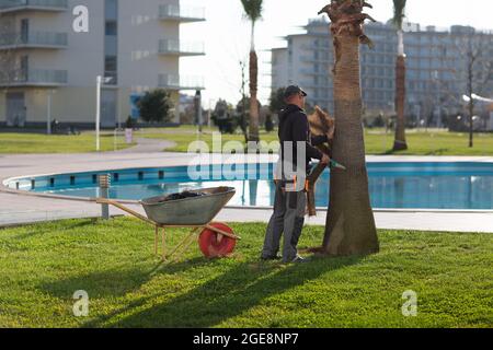 Der Arbeiter schneidet die Rinde mit der Säge von der Palme ab. Stockfoto