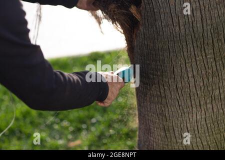 Der Arbeiter schneidet die Rinde mit der Säge von der Palme ab. Stockfoto