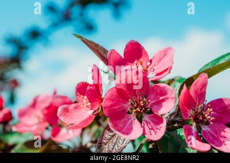 Rote scharlachrote Blüten von Apfelbäumen gegen den blauen Himmel Stockfoto