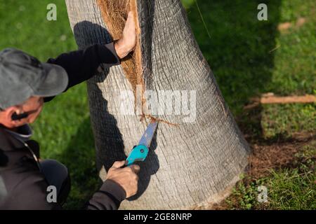 Der Arbeiter schneidet die Rinde mit der Säge von der Palme ab. Stockfoto