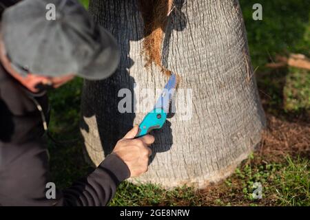 Der Arbeiter schneidet die Rinde mit der Säge von der Palme ab. Stockfoto