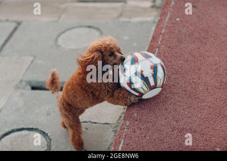 Pudel Hund spielt mit Leder Fußball. Stockfoto