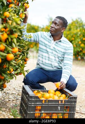 Afroamerikanischer Mann pflückt reife Mandarinen Stockfoto