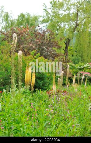 FRANKREICH, GIVERNY (27) FONDATION CLAUDE MONET, HAUS UND GÄRTEN VON CLAUDE MONET Stockfoto