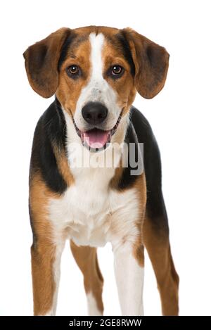 Cute Mischlingshund isoliert auf weiß Stockfoto